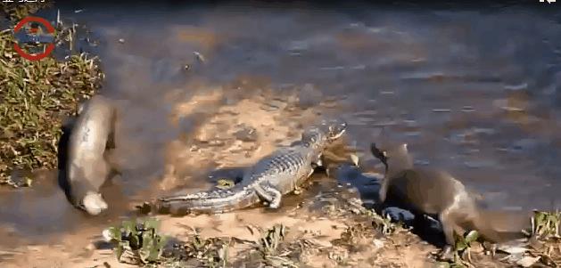 亚马逊河食人鱼多可怕,亚马逊河食人鲶被吊起来