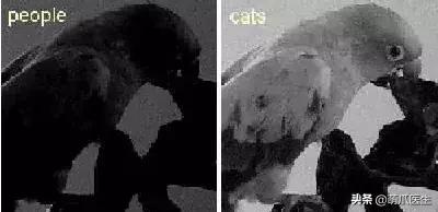 这猫睡姿也太销魂了,猫睡相