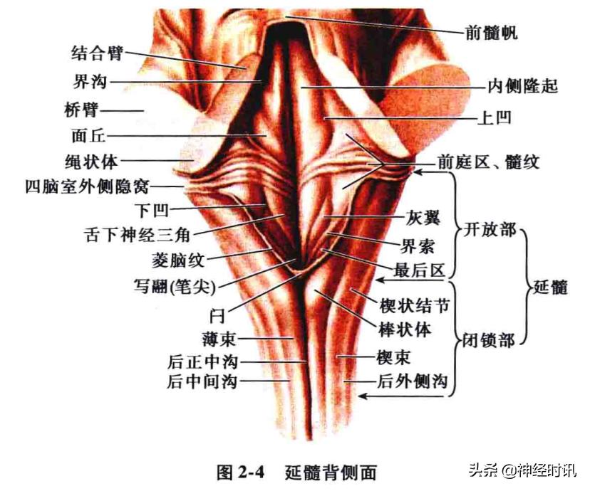 脑干解剖,脑干神经解剖