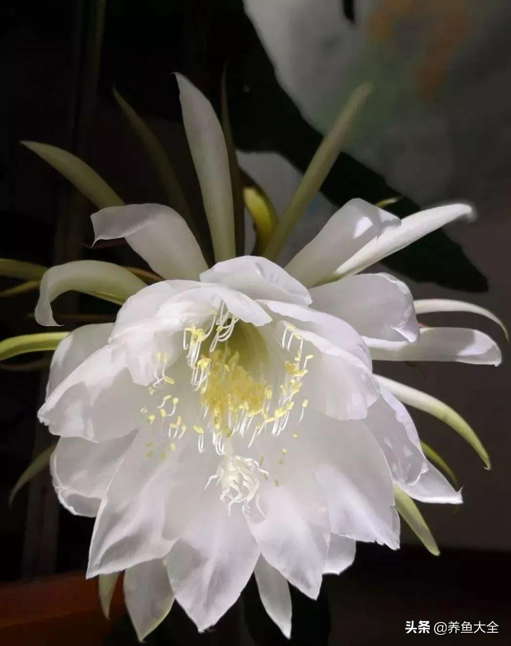 一至十二月的花期,12月到2月份的花期