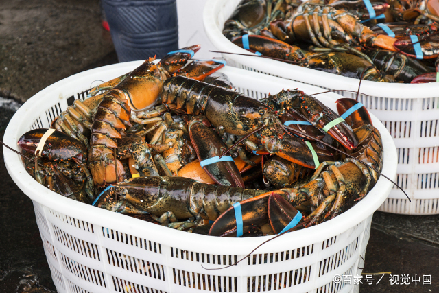 美洲螯龙虾和波士顿龙虾是一种吗,美洲龙虾和波士顿龙虾