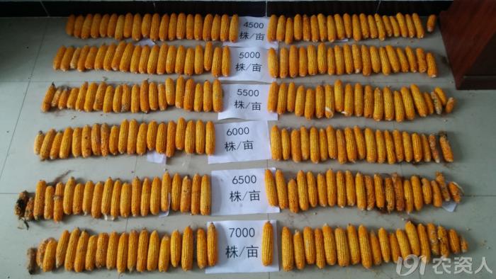 玉米花生种植高产技术,玉米高产高效种植技术