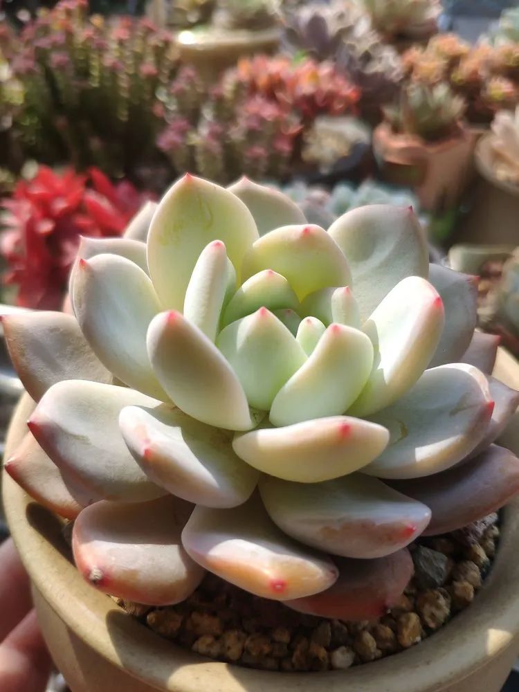 每一棵多肉都承载了一段时光,每一棵多肉都是独一无二