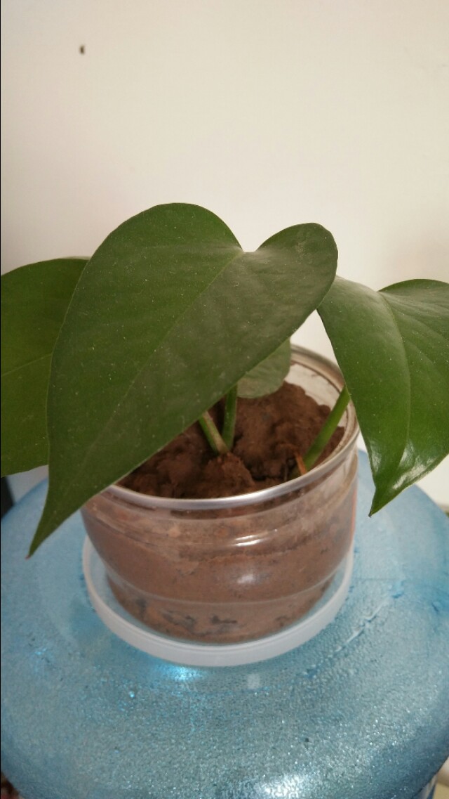 室内绿萝水培还是土培,绿萝水培还是土养好