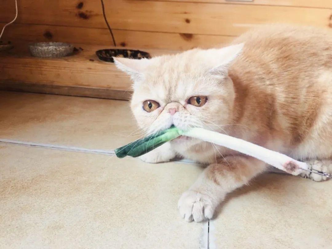 小猫咪为什么喜欢在阳光底下翻滚,小猫咪为什么爱偷袭