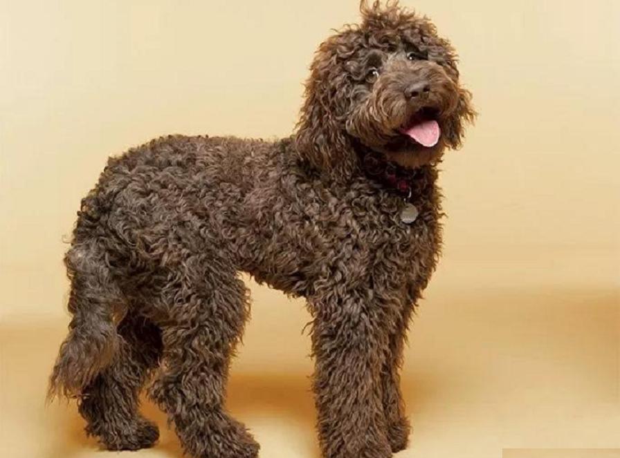 串串狗是什么犬种,串串狗到底是什么犬种