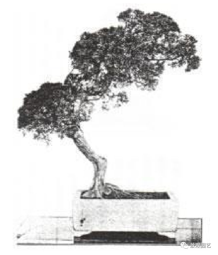 日本真柏古树,日本大师级名贵盆景真柏
