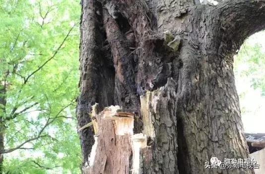 一棵被保护的百年古树,一棵百年的古树被雷击