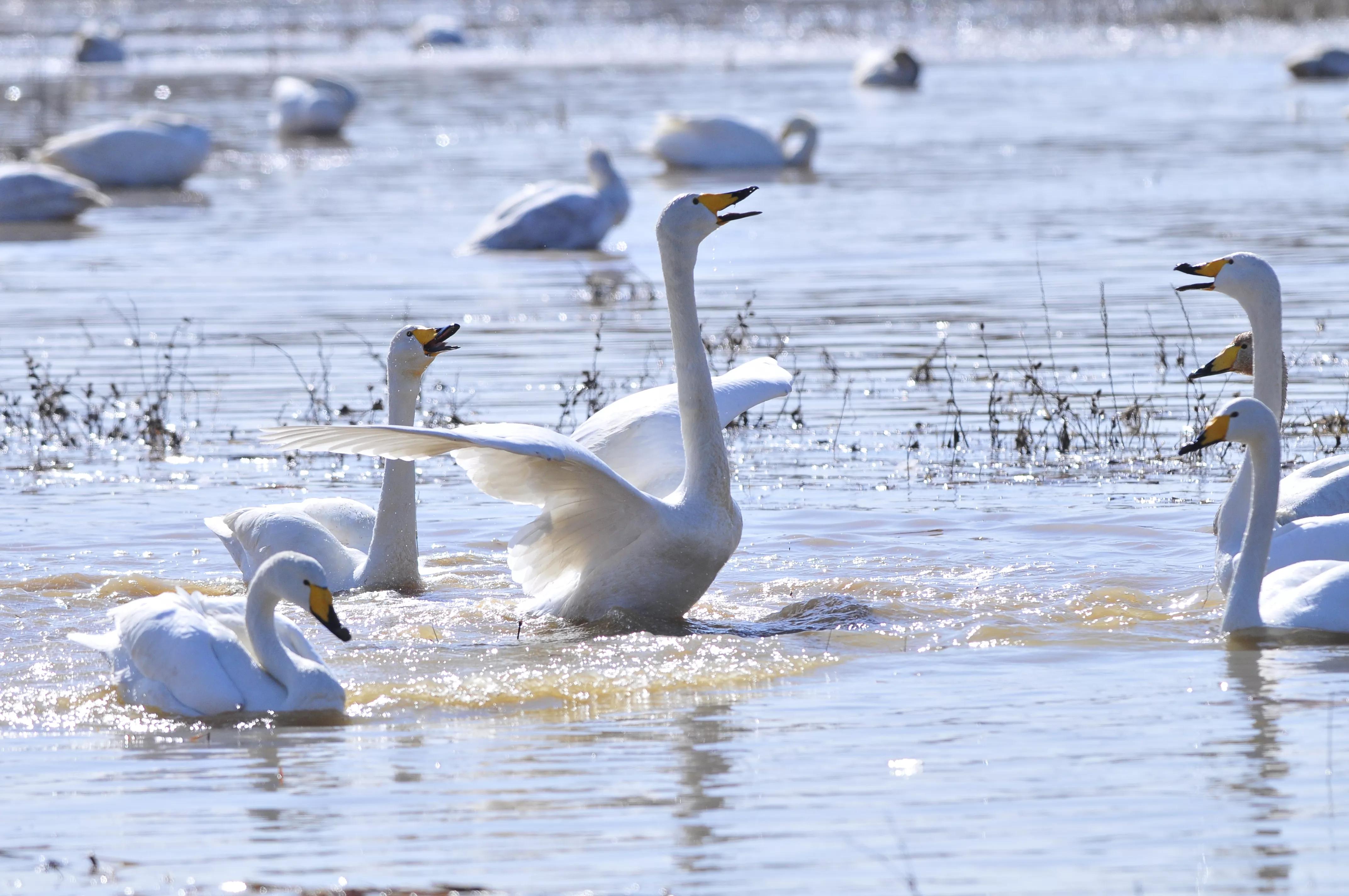 D300s+300F4拍摄/满意,趣解/天鹅斗:只动嘴不动手