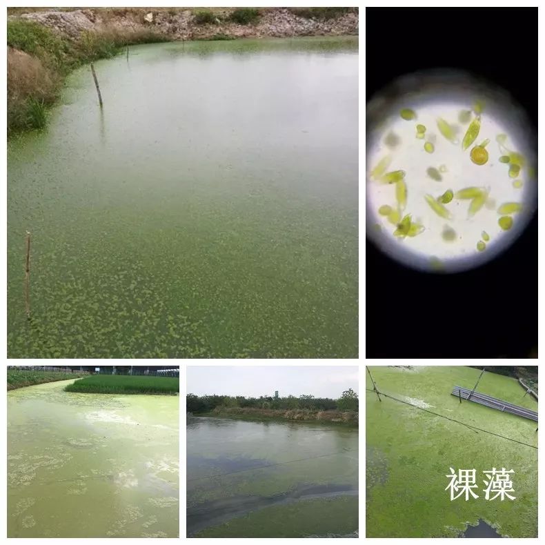 裸藻和裸甲藻是同一藻类吗,蓝藻与绿藻的相同点