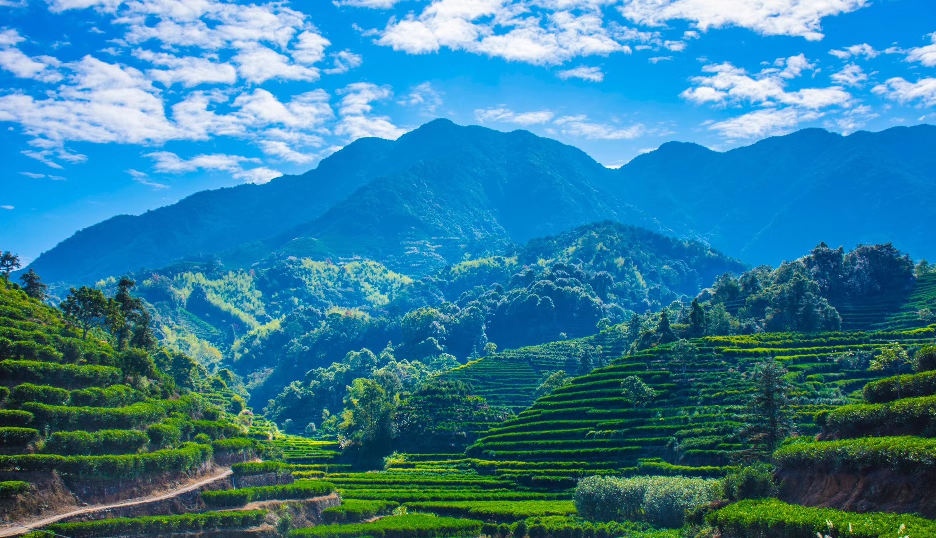 潮州凤凰单丛高香型雪片茶,潮州工夫茶凤凰单丛