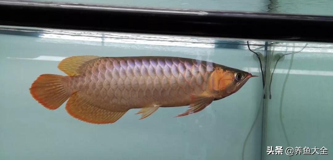 为什么龙鱼鳞片会被灯光烤黑,龙鱼混养红龙发色