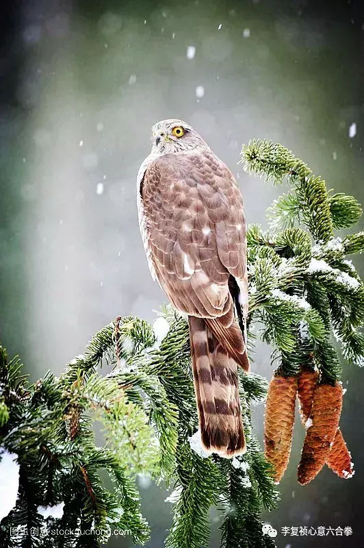 李复祯心意拳传人家谱,李复祯心意拳开膀秘法