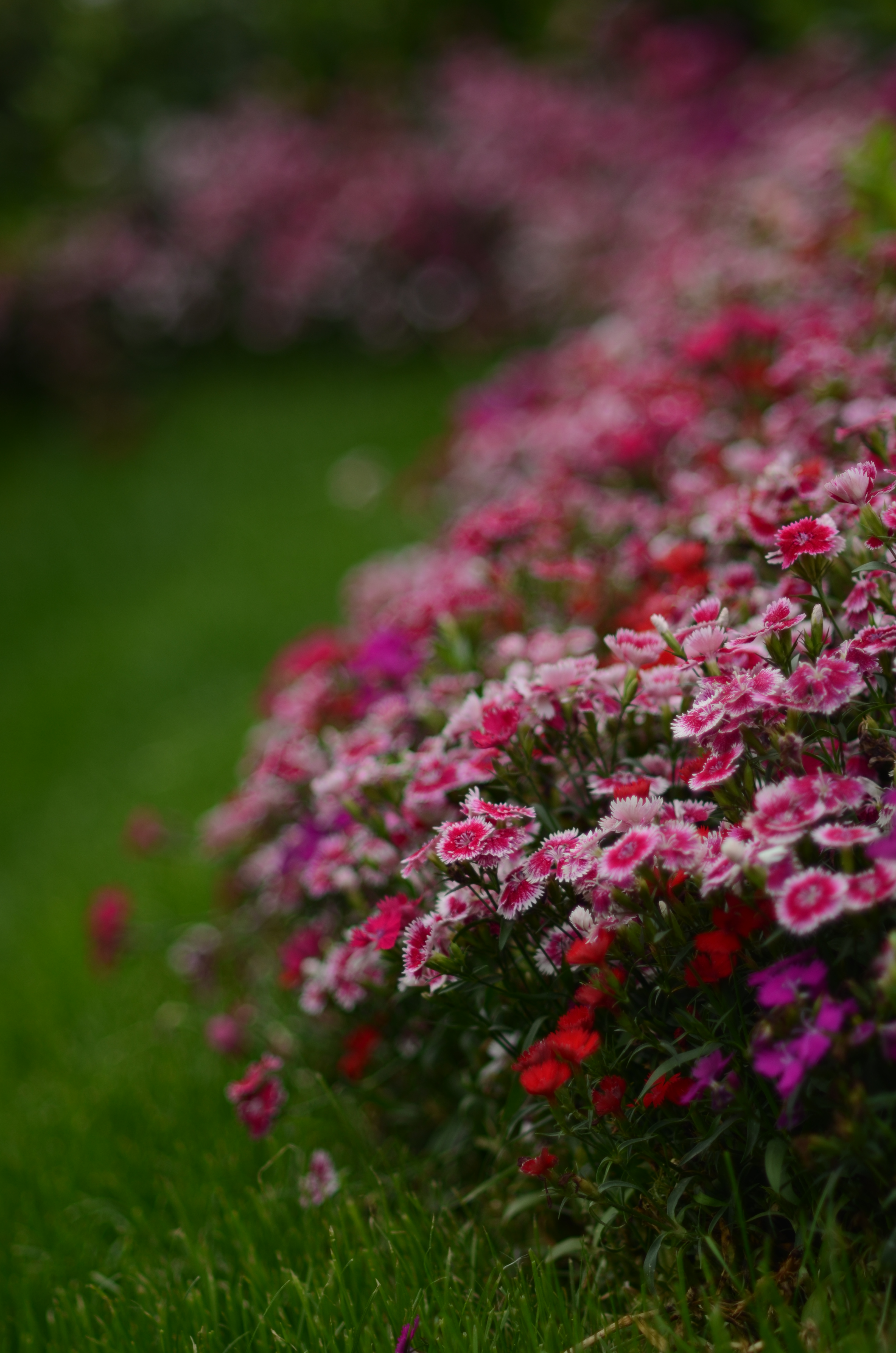 人像风景定焦镜头推荐,人像镜头拍花
