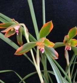 豆瓣兰养护方法,豆瓣兰深养还是浅养