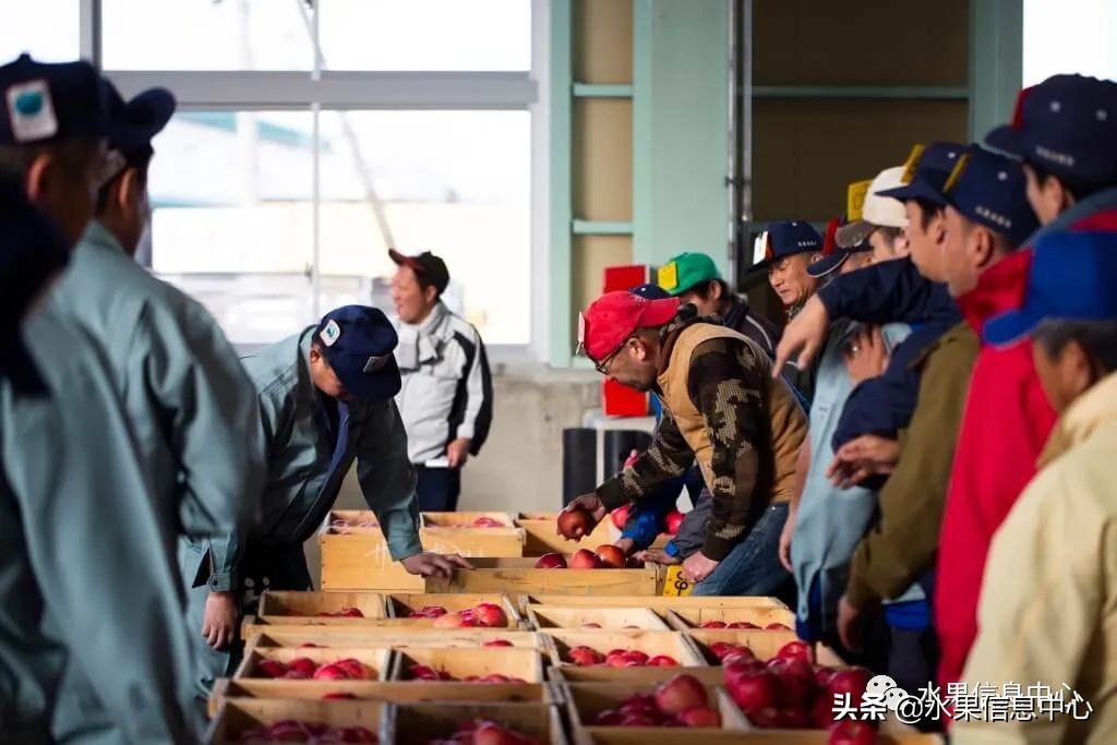 日本苹果种植现状,为什么日本苹果质量比中国的好