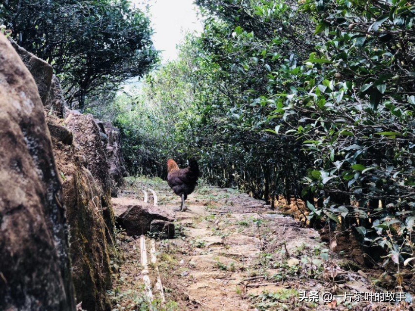 凤凰单枞可以冷泡吗,凤凰单枞泡几回