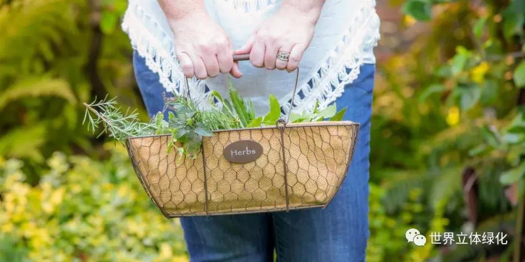 为什么园艺疗法能快速发展,园艺疗法的应用领域