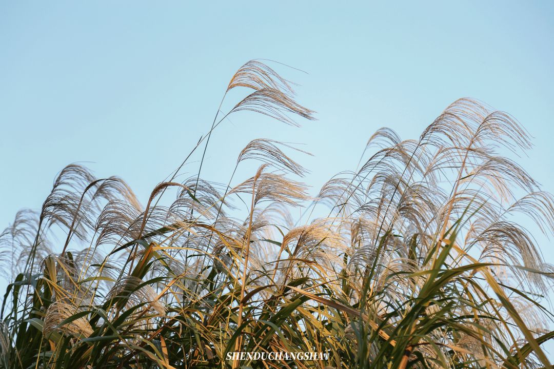 长沙旅游攻略必玩的十大景点介绍,长沙适合秋季打卡的景点