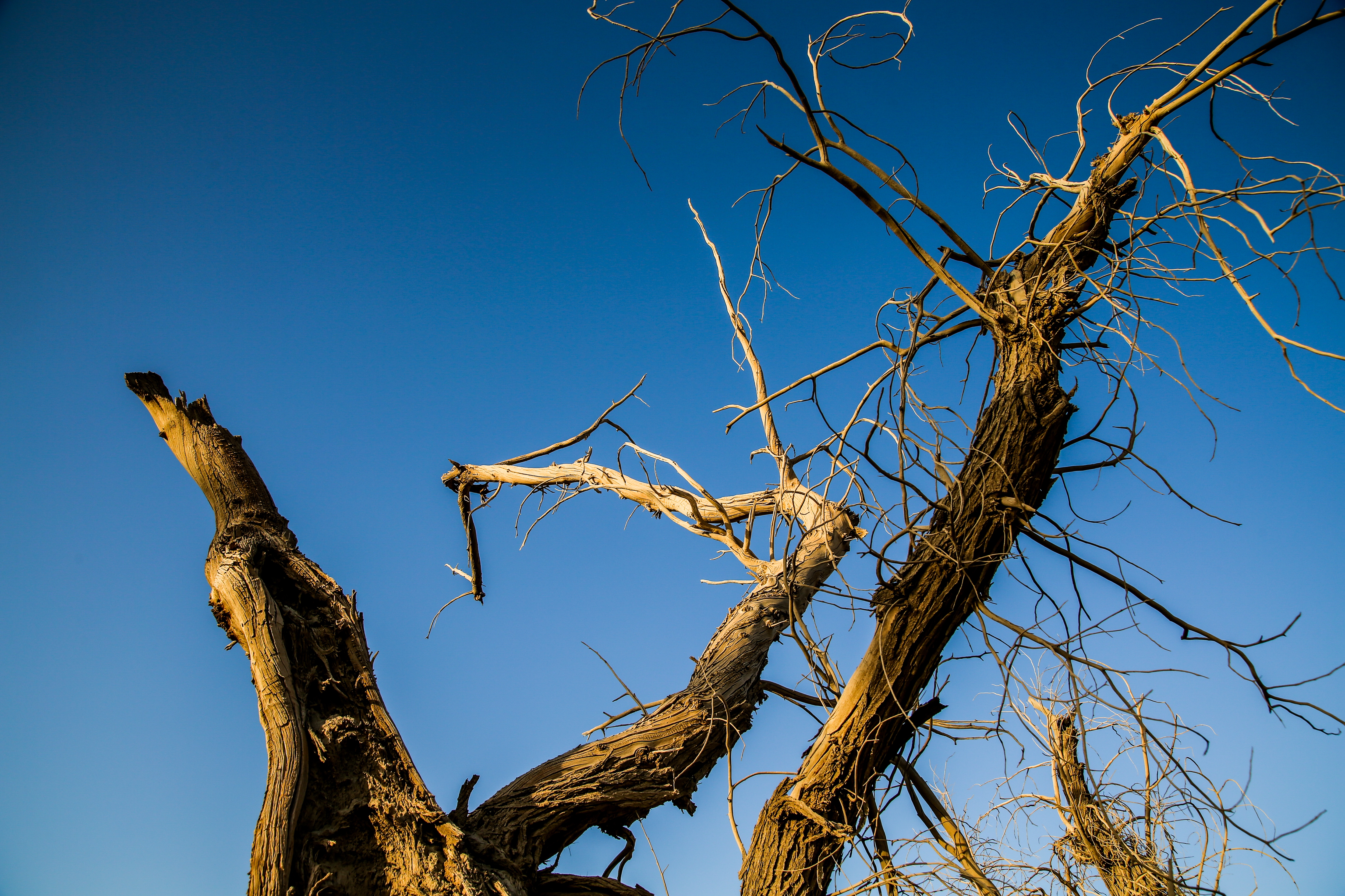 沙雅冬天的胡杨,沙雅胡杨秋天
