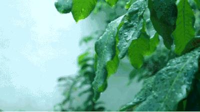 初夏听雨完整版原唱,初夏听雨抖音