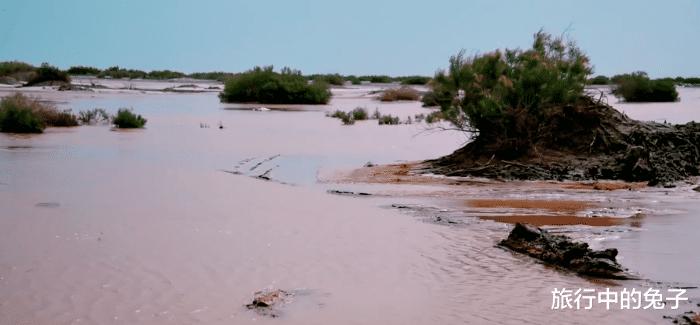 塔克拉玛干沙漠重现生机,塔克拉玛干沙漠可以变绿洲吗