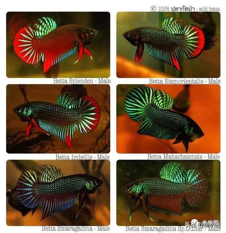 泰国斗鱼和中国斗鱼的杂交品种,中国斗鱼与泰国斗鱼哪个更厉害