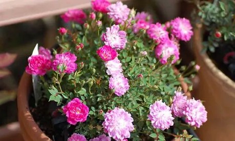 100种月季经典品种,100种经典月季品种