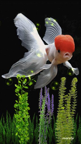 鹤顶红金鱼多久能长大,金鱼品种介绍之鹤顶红