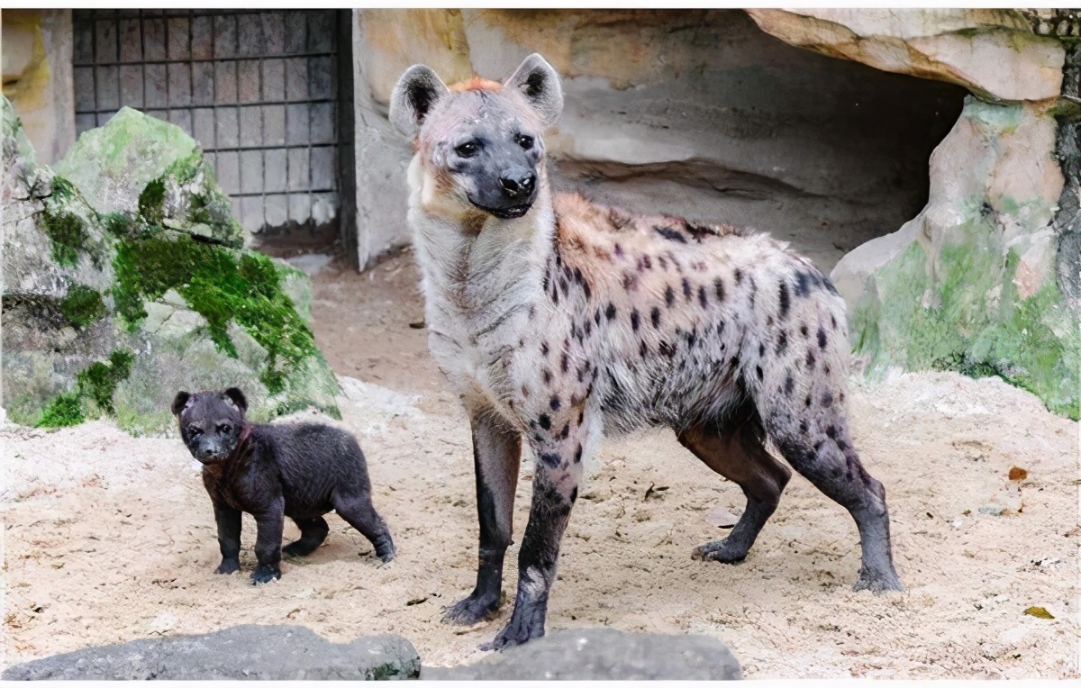 斑鬣狗一窝生几个,动物园看斑鬣狗