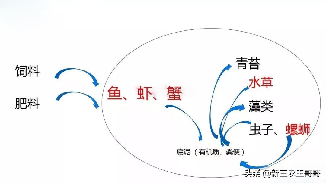 河蟹塘水浑浊是什么原因,河蟹塘水浑是怎么回事