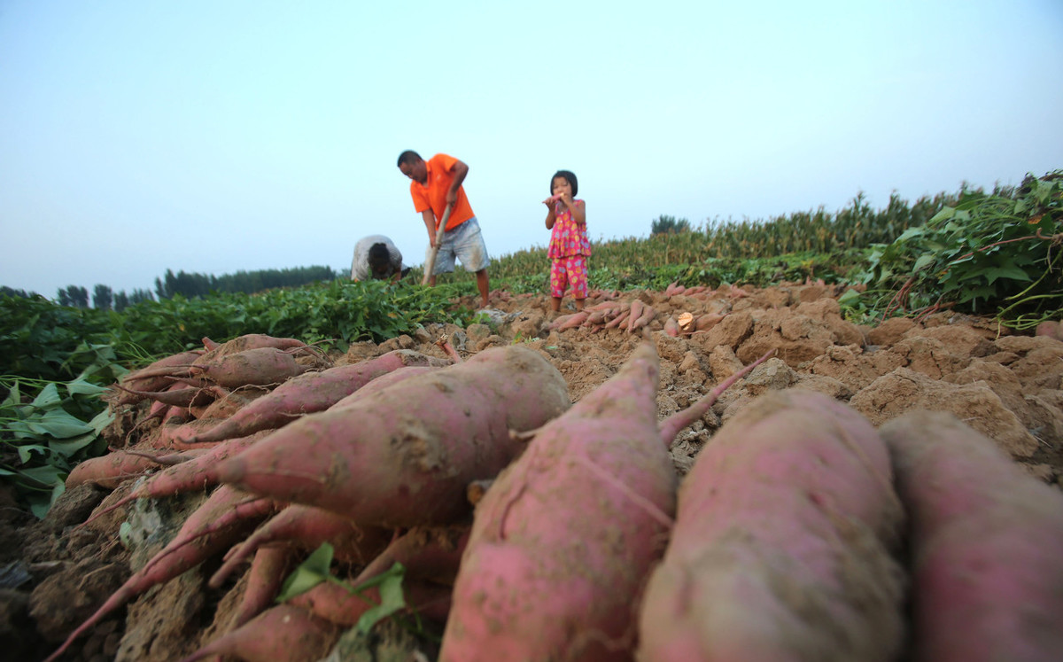 红薯怎样保存时间长,红薯怎么保存放的时间更长