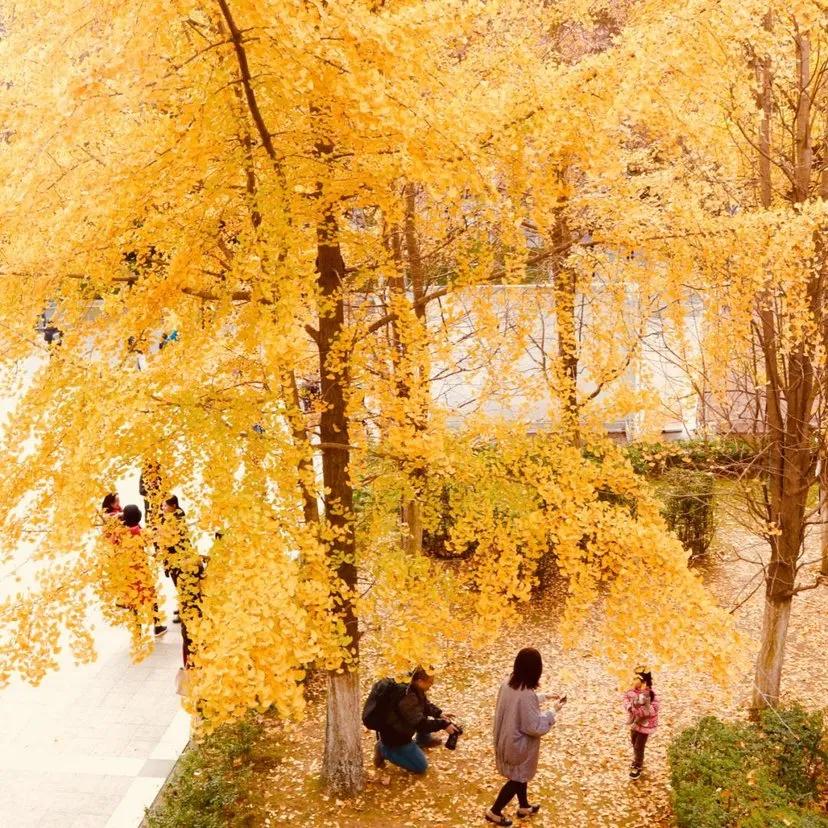 在花园里种什么草,在花园里种什么花最好