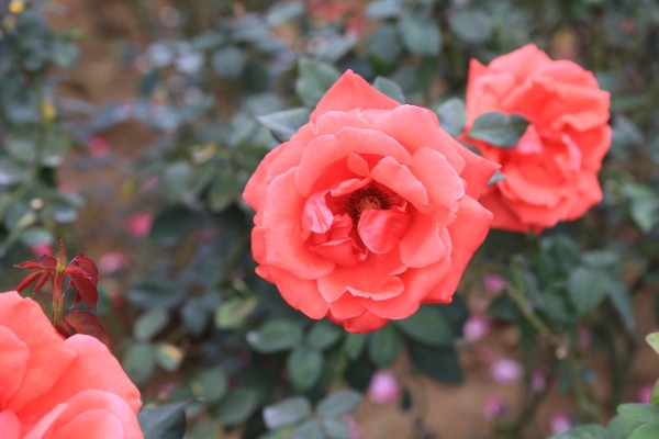 森林花海亲子游攻略,森林公园亲子游推荐