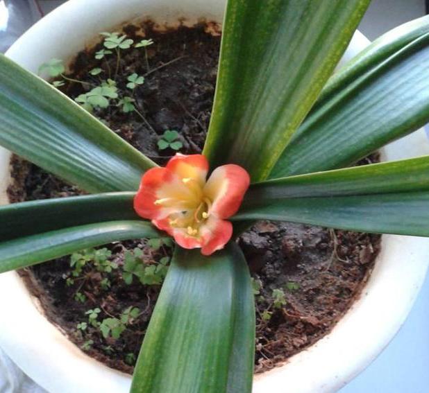 养花不换盆怎么改善土质,养花的土怎么才能改善酸性土壤