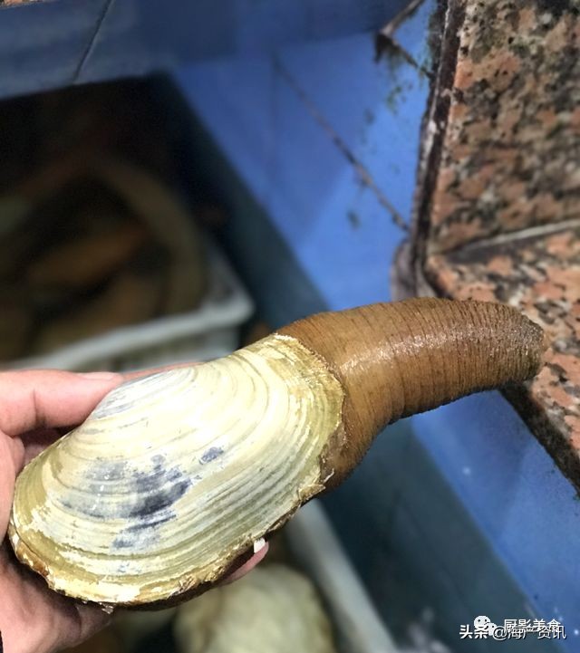 全世界顶级的4种海鲜,世界十大名贵海鲜