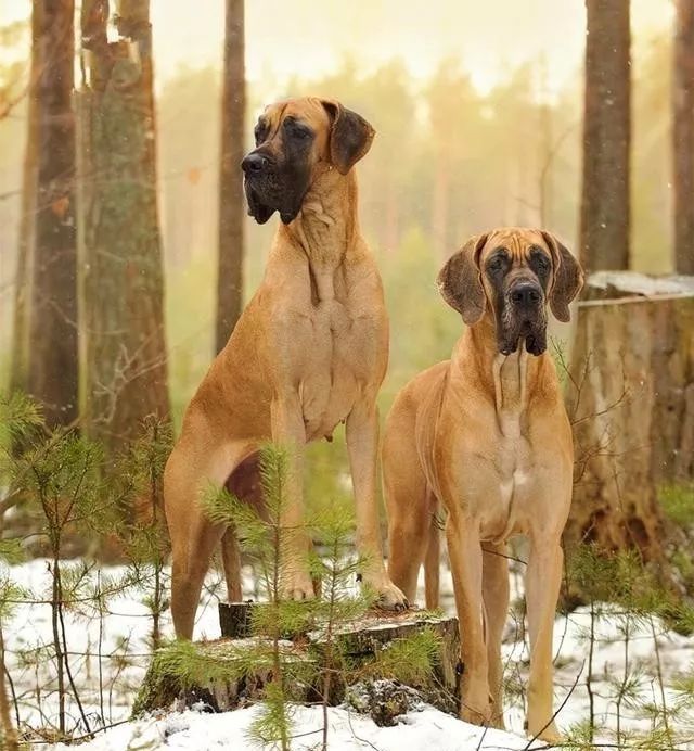 世界上最强的10种狗排名,世界上巨型狗大全