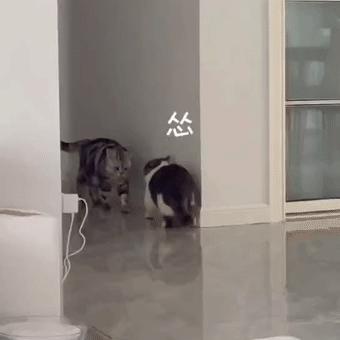 捡了一只流浪狗黑色泰迪,捡到一只流浪雪纳瑞