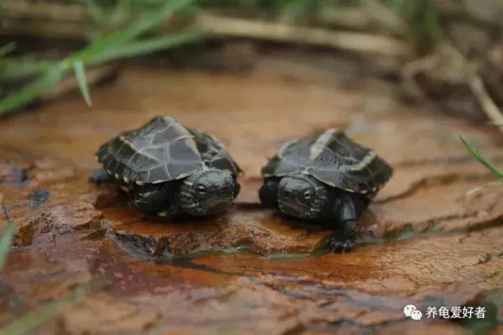 安缘龟苗冬天不冬眠不加温能养吗,龟苗加温一段时间想冬眠怎么办