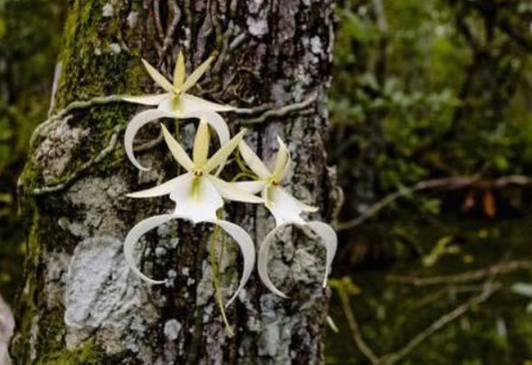 世界最贵的蝴蝶兰花,世界上最贵兰花品种