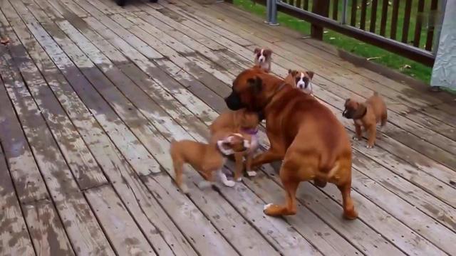 面对狗狗的乳房发炎，你知道该如何解决吗？