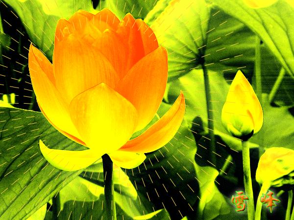 金莲花开寓意什么,金莲盛开的诗句