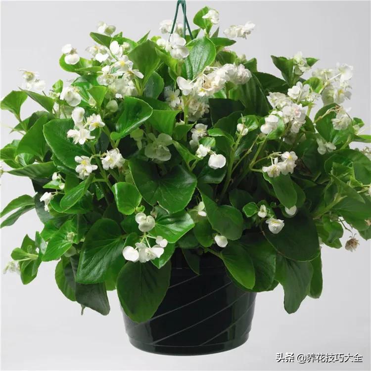 四季海棠花春天几天浇一次水,四季海棠怎么养才能长得茂盛
