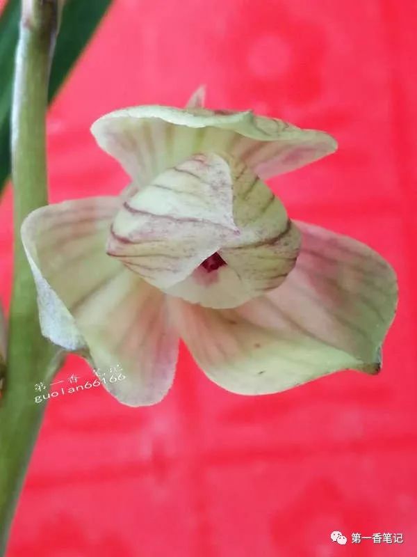 587:西部兰市资源抢购热——春剑交易起此彼伏热火朝天