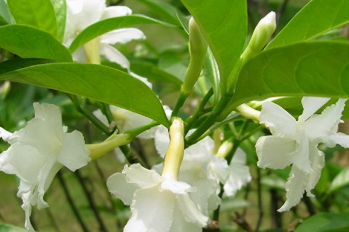 茉莉黄叶掉叶怎么补救,水晶茉莉落叶黄叶是什么原因