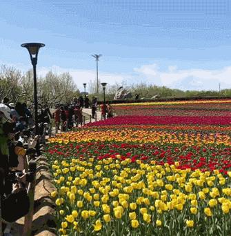 房山区长阳公园郁金香花,房山长阳公园郁金香花开了吗