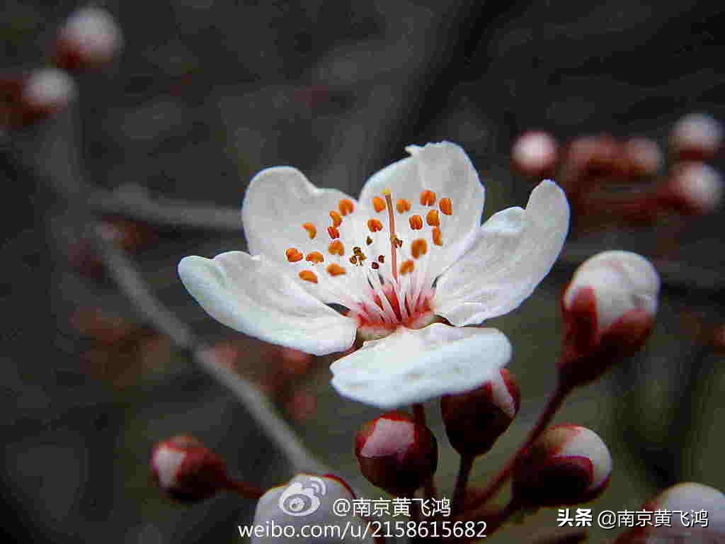南京梅花节花期过后是什么样子的,南京梅花节最佳观赏期