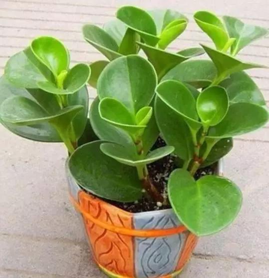 剪个花枝就能开花的植物,枝条就能存活的盆栽植物