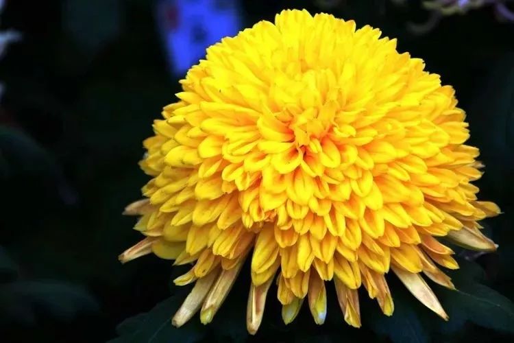 花中四君子菊花国画用笔,花中四君子菊花高清图片