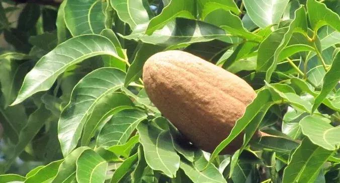 每日花语金盏花,桃花心木的种树方法